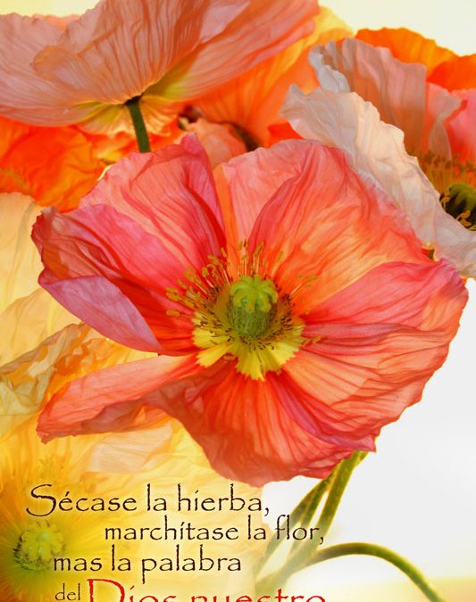 Isaías 40:8
